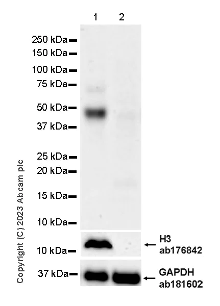 Western blot - Anti-MATH2/NEUROD6 antibody [EPR28660-23] (AB315812)