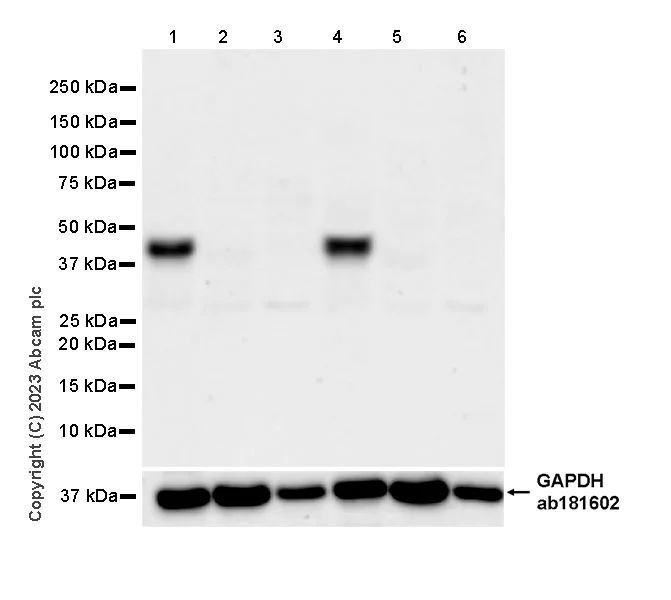 Western blot - Anti-MATH2/NEUROD6 antibody [EPR28660-23] (AB315812)