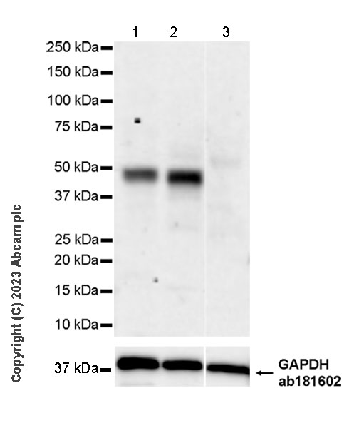 Western blot - Anti-MATH2/NEUROD6 antibody [EPR28660-23] (ab315812), expandable thumbnail
