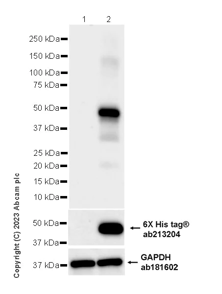 Western blot - Anti-MATH2/NEUROD6 antibody [EPR28660-23] (AB315812)