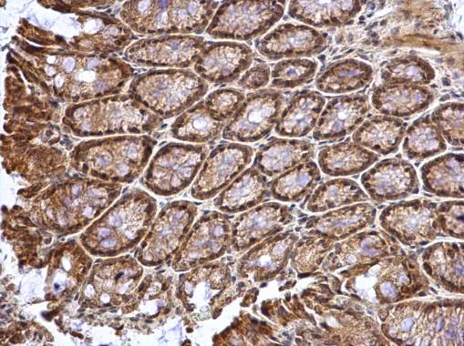 Immunohistochemistry (Formalin/PFA-fixed paraffin-embedded sections) - Anti-MATH5/ATOH7 antibody (AB229245)