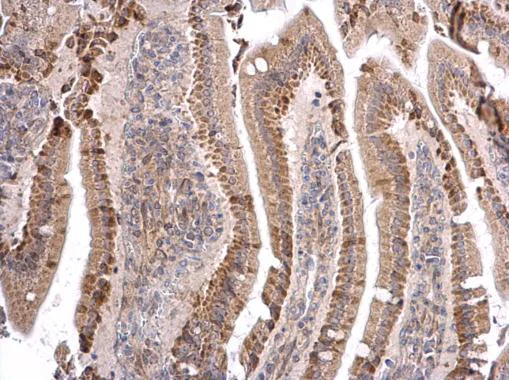Immunohistochemistry (Formalin/PFA-fixed paraffin-embedded sections) - Anti-MATH5/ATOH7 antibody (AB229245)