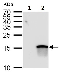Western blot - Anti-MATH5/ATOH7 antibody (AB229245), expandable thumbnail