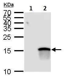 Western blot - Anti-MATH5/ATOH7 antibody (AB229245)