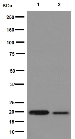Western blot - Anti-MATH5/ATOH7 antibody [EPR13935] (AB193356)