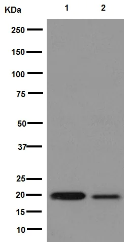 Western blot - Anti-MATH5/ATOH7 antibody [EPR13935] - BSA and Azide free (AB251170)