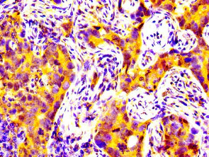 Immunohistochemistry (Formalin/PFA-fixed paraffin-embedded sections) - Anti-Matrilin 2 antibody (AB238910)
