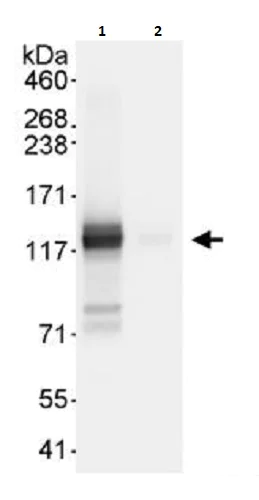 Immunoprecipitation - Anti-Matrin 3 antibody (AB264136)