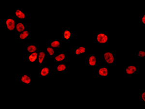 Immunocytochemistry/ Immunofluorescence - Anti-Matrin 3 antibody [EPR10634(B)] - BSA and Azide free (AB249054), expandable thumbnail