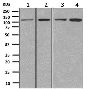 Western blot - Anti-Matrin 3 antibody [EPR10634(B)] - BSA and Azide free (AB249054)