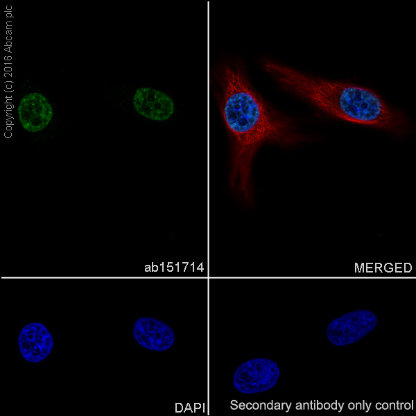 Immunocytochemistry/ Immunofluorescence - Anti-Matrin 3 antibody [EPR10635(B)] (AB151714), expandable thumbnail