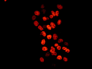 Immunocytochemistry/ Immunofluorescence - Anti-Matrin 3 antibody [EPR10635(B)] (ab151714), expandable thumbnail