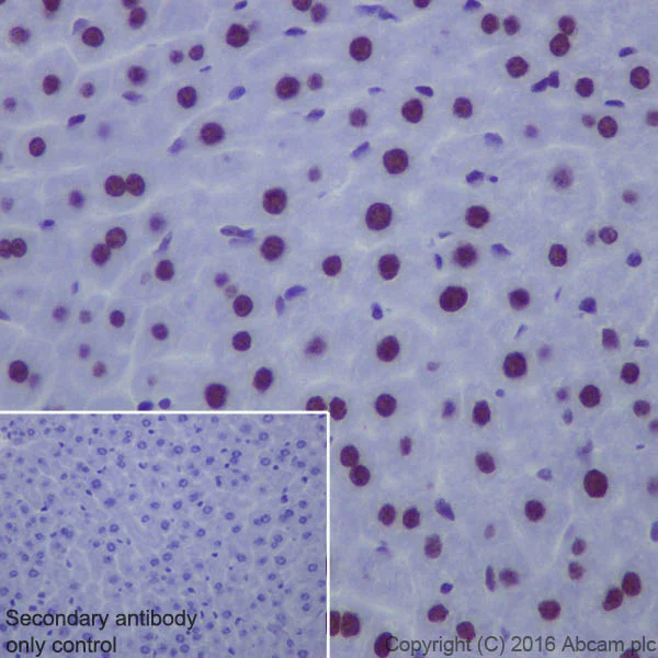 Immunohistochemistry (Formalin/PFA-fixed paraffin-embedded sections) - Anti-Matrin 3 antibody [EPR10635(B)] (AB151714)