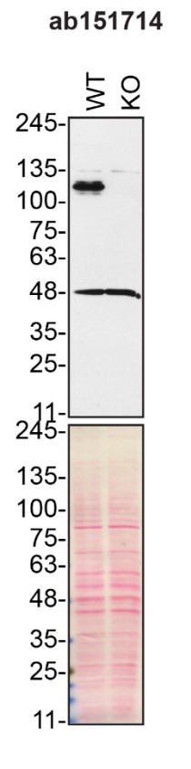 Western blot - Anti-Matrin 3 antibody [EPR10635(B)] (AB151714), expandable thumbnail