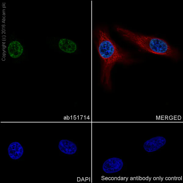 Immunocytochemistry/ Immunofluorescence - Anti-Matrin 3 antibody [EPR10635(B)] - BSA and Azide free (AB240123)