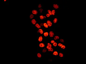 Immunocytochemistry/ Immunofluorescence - Anti-Matrin 3 antibody [EPR10635(B)] - BSA and Azide free (AB240123)
