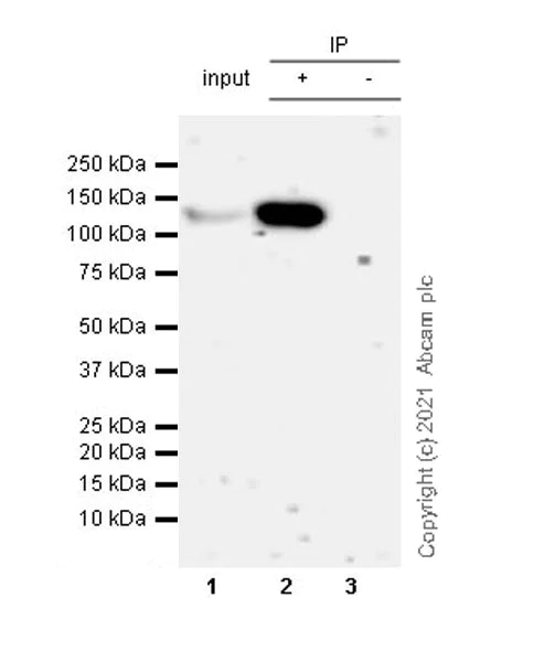 Immunoprecipitation - Anti-Matrin 3 antibody [Z-MATR3-4] - Mouse IgG2a (Chimeric) (AB281927)