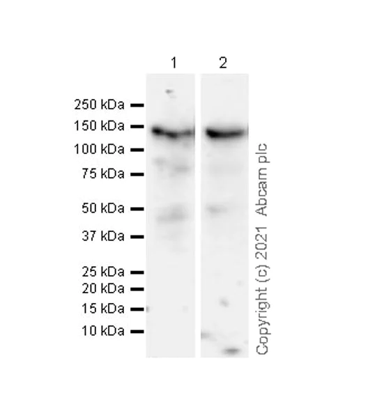 Western blot - Anti-Matrin 3 antibody [Z-MATR3-4] - Mouse IgG2a (Chimeric) (AB281927)