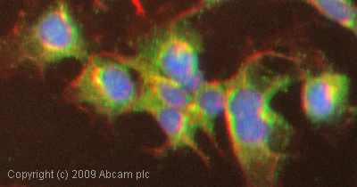 Immunocytochemistry/ Immunofluorescence - Anti-Matriptase 2 antibody (AB28287)