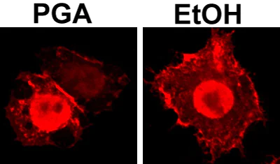 Immunocytochemistry/ Immunofluorescence - Anti-Matrix protein 1 antibody [GA2B] (AB22396)