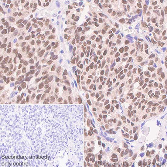 Immunohistochemistry (Formalin/PFA-fixed paraffin-embedded sections) - Mature Oligodendrocyte Marker (Olig2, MBP, MOG, SOX10) Antibody Sampler Panel - Human, Mouse (AB254026), expandable thumbnail