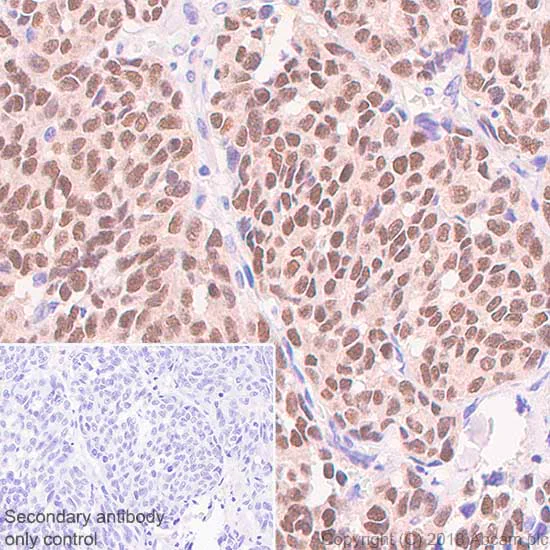 Immunohistochemistry (Formalin/PFA-fixed paraffin-embedded sections) - Mature Oligodendrocyte Marker (Olig2, MBP, MOG, SOX10) Antibody Sampler Panel - Human, Mouse (AB254026)