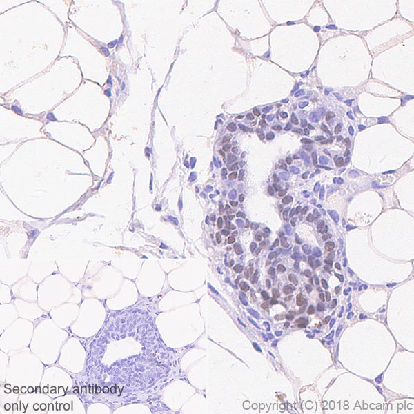 Immunohistochemistry (Formalin/PFA-fixed paraffin-embedded sections) - Mature Oligodendrocyte Marker (Olig2, MBP, MOG, SOX10) Antibody Sampler Panel - Human, Mouse (AB254026), expandable thumbnail