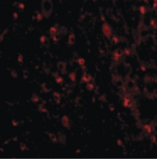 Immunocytochemistry/ Immunofluorescence - Anti-MAVS antibody (AB189109), expandable thumbnail