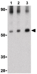 Western blot - Anti-MAVS antibody (AB189109)