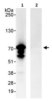 Immunoprecipitation - Anti-MAVS antibody (AB264147), expandable thumbnail