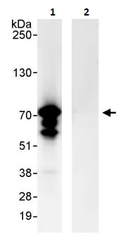 Immunoprecipitation - Anti-MAVS antibody (AB264147)