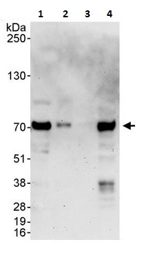 Western blot - Anti-MAVS antibody (AB264147), expandable thumbnail