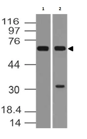 Western blot - Anti-MAVS antibody [ABM28C8] (AB220170)