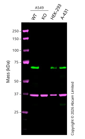Western blot - Anti-MAVS antibody [EPR26357-91] (AB290729)
