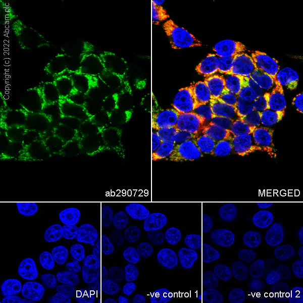 Immunocytochemistry/ Immunofluorescence - Anti-MAVS antibody [EPR26357-91] (BSA and Azide free) (AB290744)