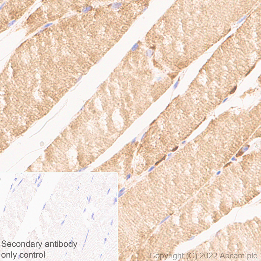 Immunohistochemistry (Formalin/PFA-fixed paraffin-embedded sections) - Anti-MAVS antibody [EPR26357-91] (BSA and Azide free) (ab290744), expandable thumbnail