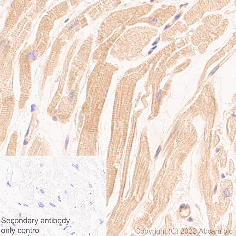 Immunohistochemistry (Formalin/PFA-fixed paraffin-embedded sections) - Anti-MAVS antibody [EPR26357-91] (BSA and Azide free) (AB290744), expandable thumbnail