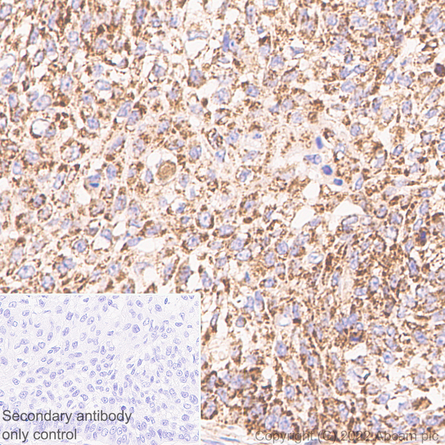Immunohistochemistry (Formalin/PFA-fixed paraffin-embedded sections) - Anti-MAVS antibody [EPR26357-91] (BSA and Azide free) (AB290744), expandable thumbnail