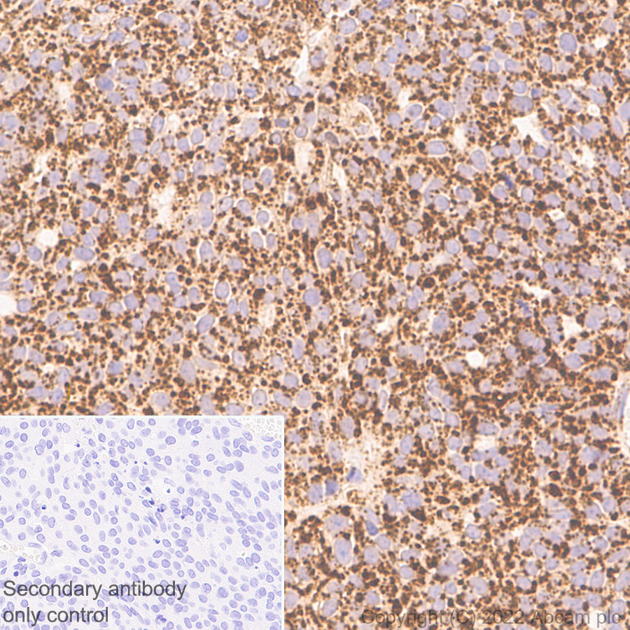 Immunohistochemistry (Formalin/PFA-fixed paraffin-embedded sections) - Anti-MAVS antibody [EPR26357-91] (BSA and Azide free) (AB290744), expandable thumbnail
