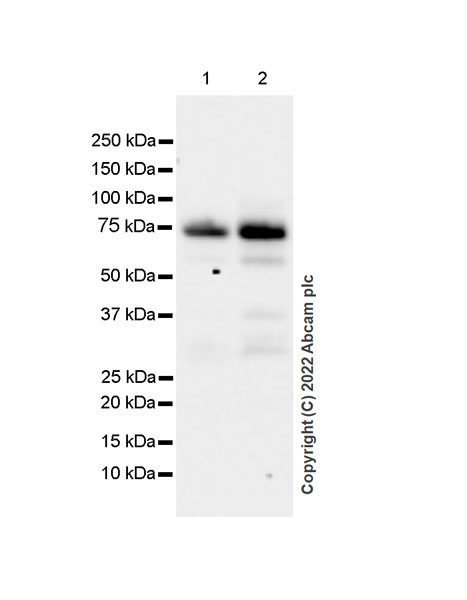Western blot - Anti-MAVS antibody [EPR26357-91] (BSA and Azide free) (ab290744), expandable thumbnail