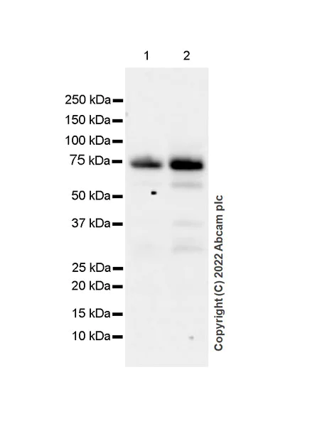 Western blot - Anti-MAVS antibody [EPR26357-91] (BSA and Azide free) (AB290744)