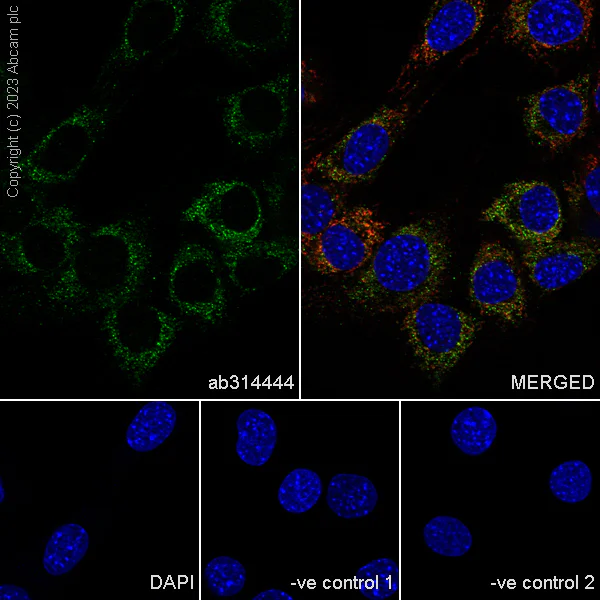 Immunocytochemistry/ Immunofluorescence - Anti-MAVS antibody [EPR28262-28] (AB314444)
