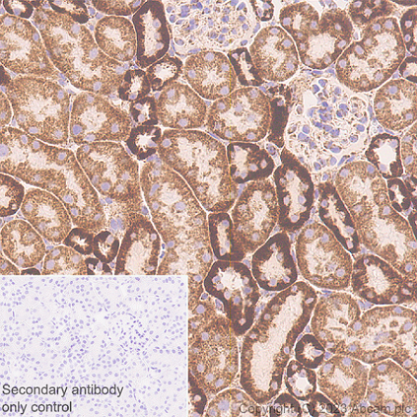 Immunohistochemistry (Formalin/PFA-fixed paraffin-embedded sections) - Anti-MAVS antibody [EPR28262-28] (AB314444), expandable thumbnail