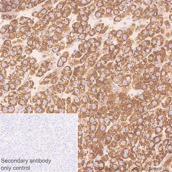 Immunohistochemistry (Formalin/PFA-fixed paraffin-embedded sections) - Anti-MAVS antibody [EPR28262-28] (AB314444)