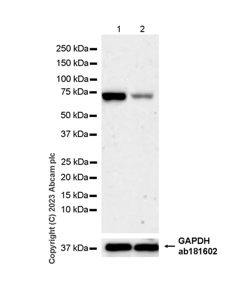 Western blot - Anti-MAVS antibody [EPR28262-28] (AB314444)