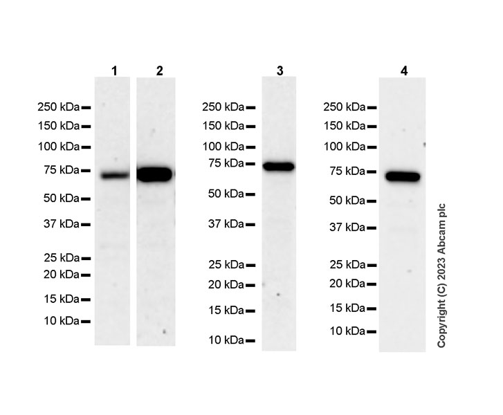 Western blot - Anti-MAVS antibody [EPR28262-28] (ab314444), expandable thumbnail