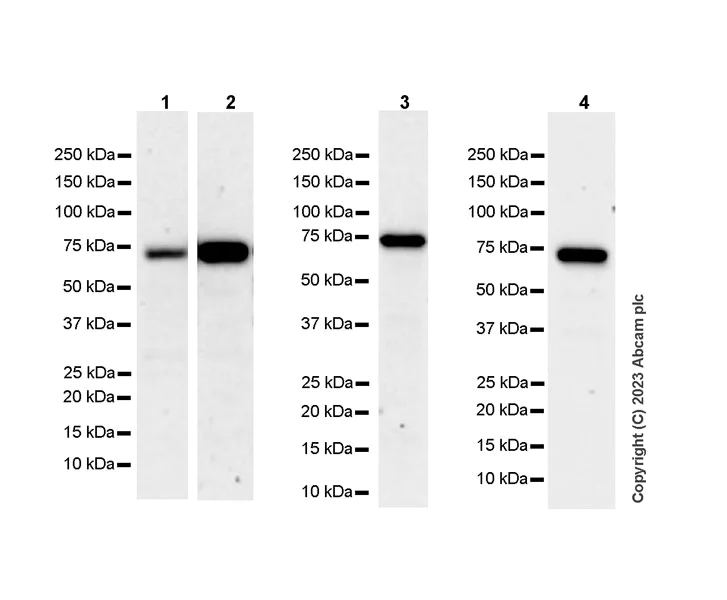 Western blot - Anti-MAVS antibody [EPR28262-28] (AB314444)
