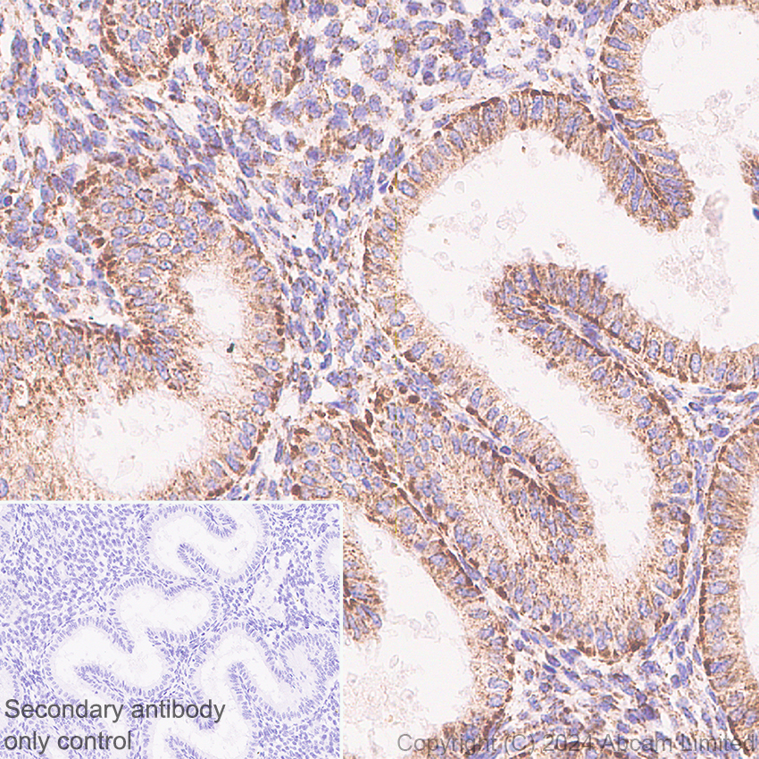Immunohistochemistry (Formalin/PFA-fixed paraffin-embedded sections) - Anti-MAVS antibody [RM2067] (ab322353), expandable thumbnail
