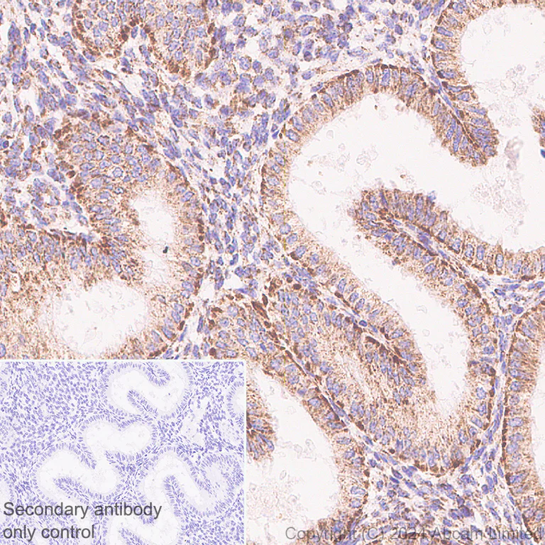 Immunohistochemistry (Formalin/PFA-fixed paraffin-embedded sections) - Anti-MAVS antibody [RM2067] (AB322353)