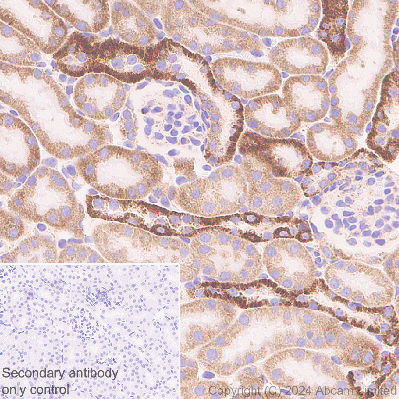 Immunohistochemistry (Formalin/PFA-fixed paraffin-embedded sections) - Anti-MAVS antibody [RM2067] (ab322353), expandable thumbnail
